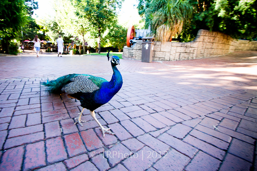 Gold Reef City Photos